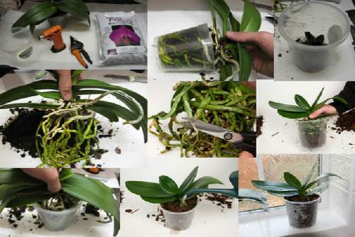 процесс пересадки растения процесс пересадки растения