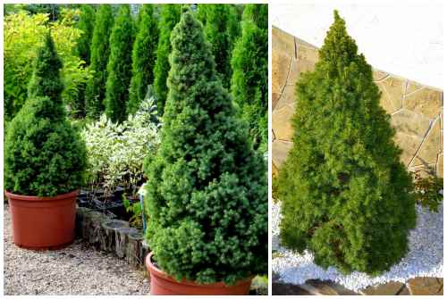 в горшке и грунте в горшке и грунте