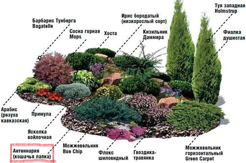 Антеннария в устройстве альпийской горки Антеннария в устройстве альпийской горки