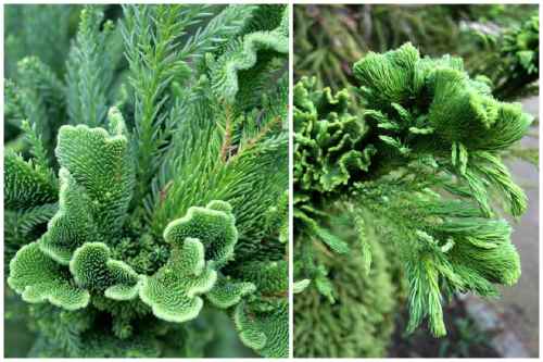 Cristata Cristata