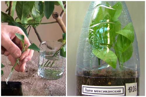 черенкование черенкование
