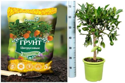 готовый грунт для цитрусовых готовый грунт для цитрусовых