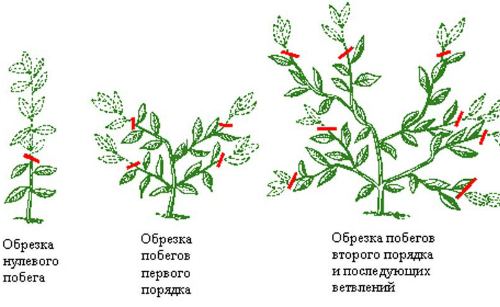 обрезка обрезка