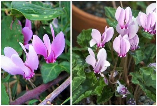 Cyclamen hederifolium Cyclamen hederifolium