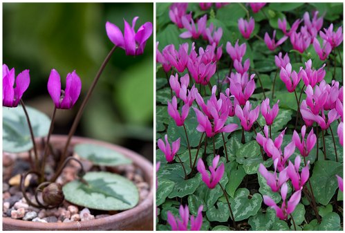 Cyclamen purpurascens Cyclamen purpurascens