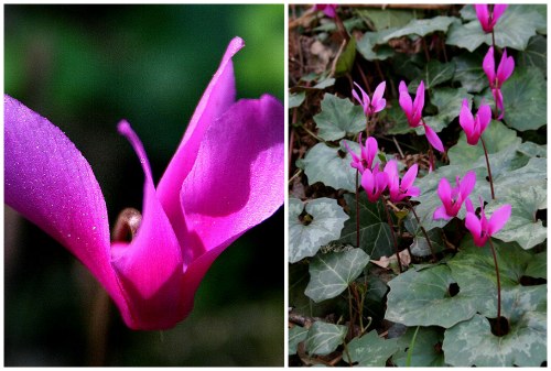 Cyclamen repandum Cyclamen repandum