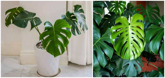 Monstera deleciosa Monstera deleciosa