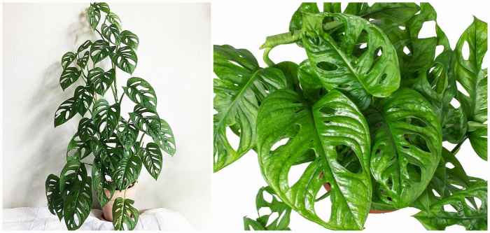 Monstera obliqua Monstera obliqua