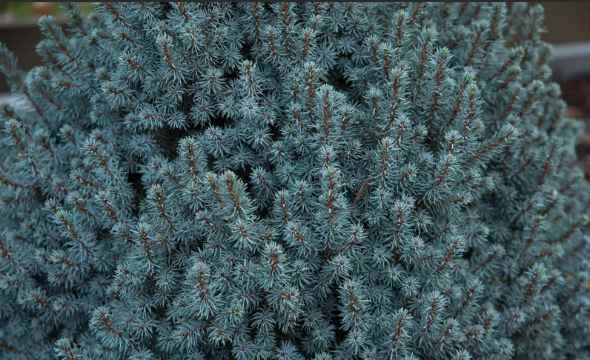 Ель канадская Сандерс Блю Ель канадская Сандерс Блю