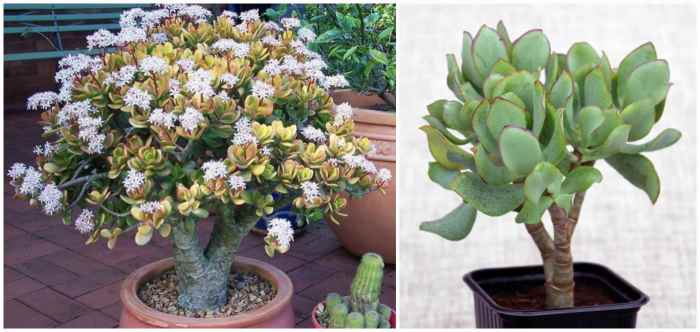 Крассула древовидная (Crassula arborescens) Крассула древовидная (Crassula arborescens)