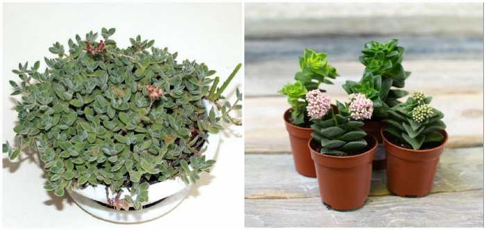 Крассула эрнеста (crassula ernestii) Крассула эрнеста (crassula ernestii)