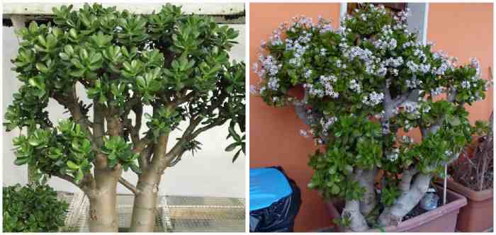 Крассула овата (Crassula ovata) Крассула овата (Crassula ovata)