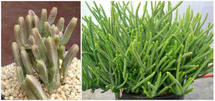 Крассула плауновидная (Crassula lycopodioides) Крассула плауновидная (Crassula lycopodioides)