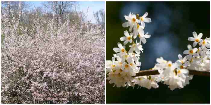 Forsythia abeliophyllum Forsythia abeliophyllum