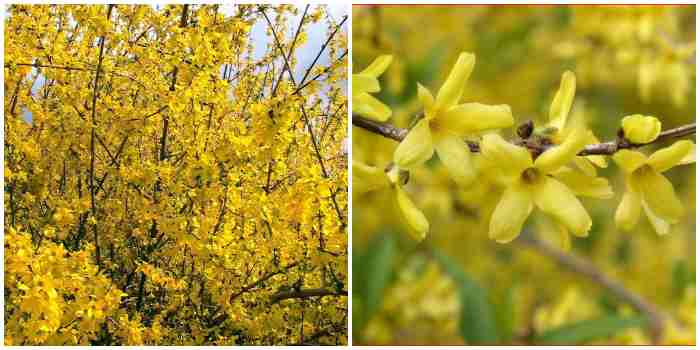 Forsythia europaea Forsythia europaea