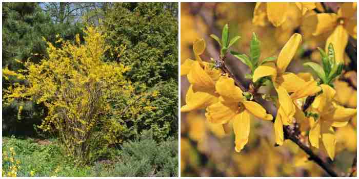 Forsythia ovata Nakai Forsythia ovata Nakai