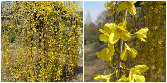 Forsythia suspensa Forsythia suspensa
