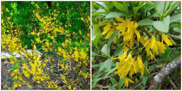 Forsythia Veridissima Forsythia Veridissima